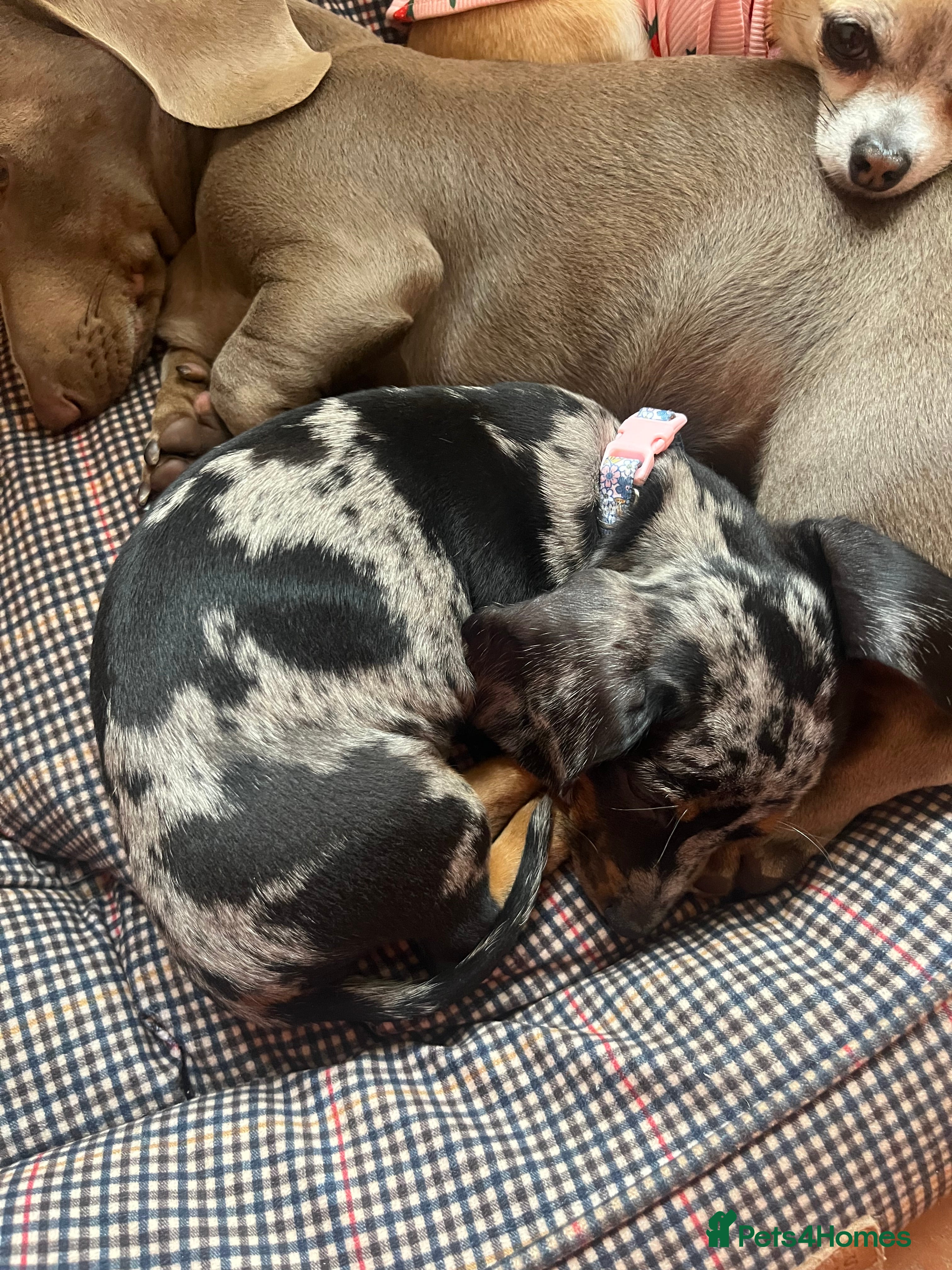 Miniature Dachshund dogs Dapple mini dachshund & long haired daxi cross - Advert 11