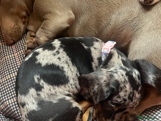 Miniature Dachshund dogs Dapple mini dachshund & long haired daxi cross - Advert 2