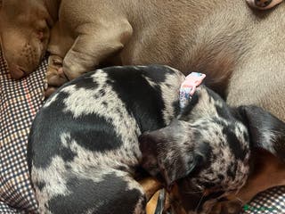 Miniature Dachshund dogs Dapple mini dachshund & long haired daxi cross - Advert 6