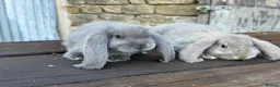 French Lop rabbits for sale: Stunning xl French lops  - Advert 9