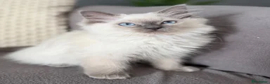 Orange collar ( Gentle Giant)