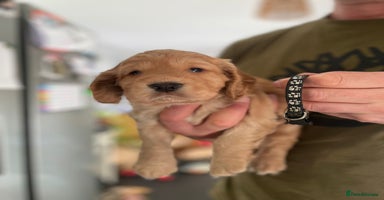 Cocker Spaniel dogs - Advert 4