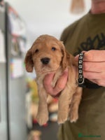 Cocker Spaniel dogs - Advert 4