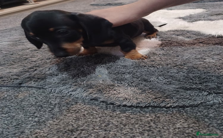 Dachshund dogs - Advert 1