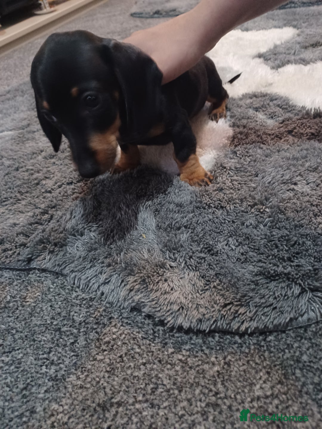 Dachshund dogs for sale: Last boy dachshund  - Image 1