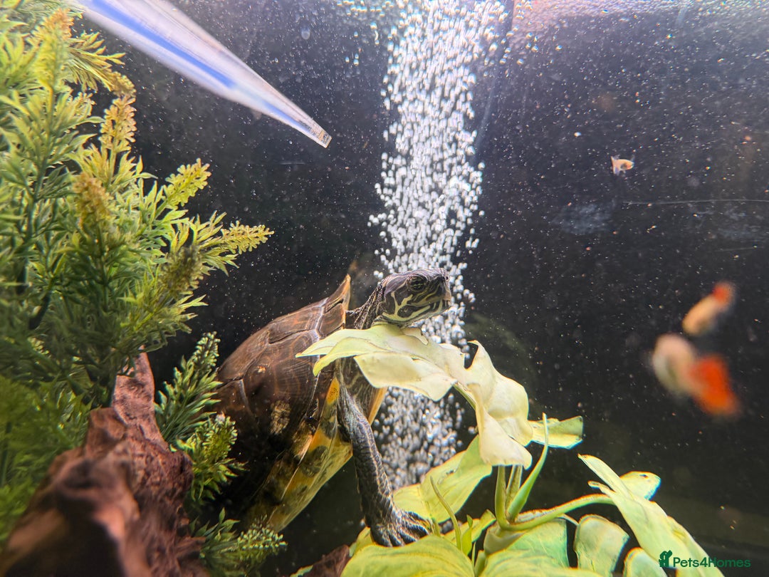 Turtle reptiles for sale: 240L tank & turtles for sale  - Advert 4