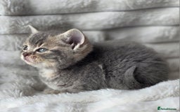 British Shorthair cats for sale: Gorgeous British Short-hair cross Kittens  - Image 10