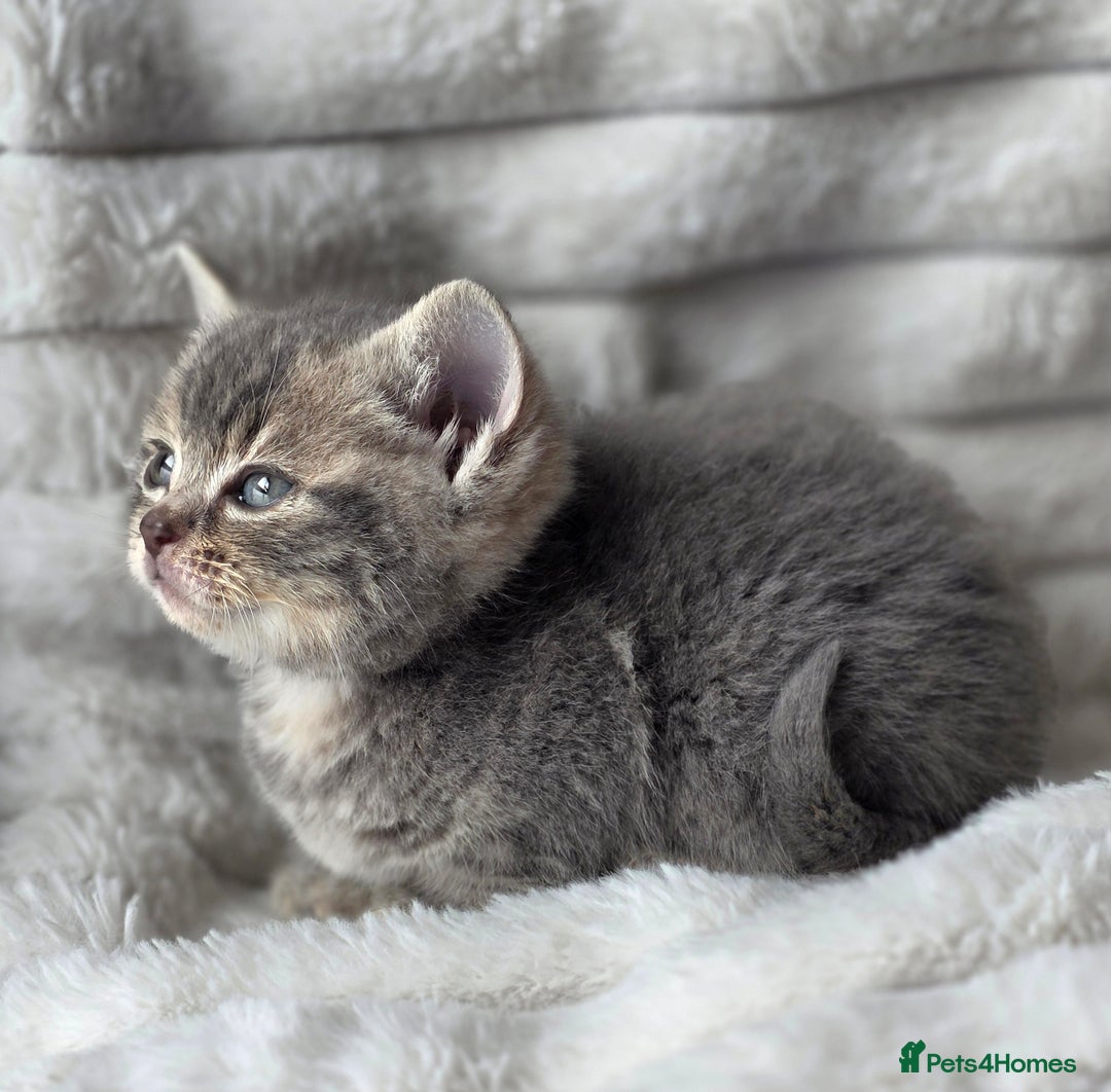 British Shorthair cats for sale: Gorgeous British Short-hair cross Kittens  - Image 10