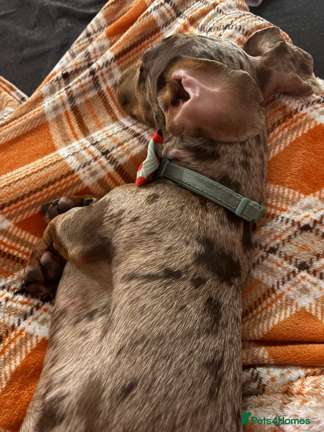 Miniature Dachshund dogs for stud: Proven KCReg Chocolate & Tan Dapple Dachshund Stud - Advert 3