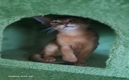 Abyssinian cats for sale: 5✨TICA Beautiful Abyssinian Kittens - Image 13