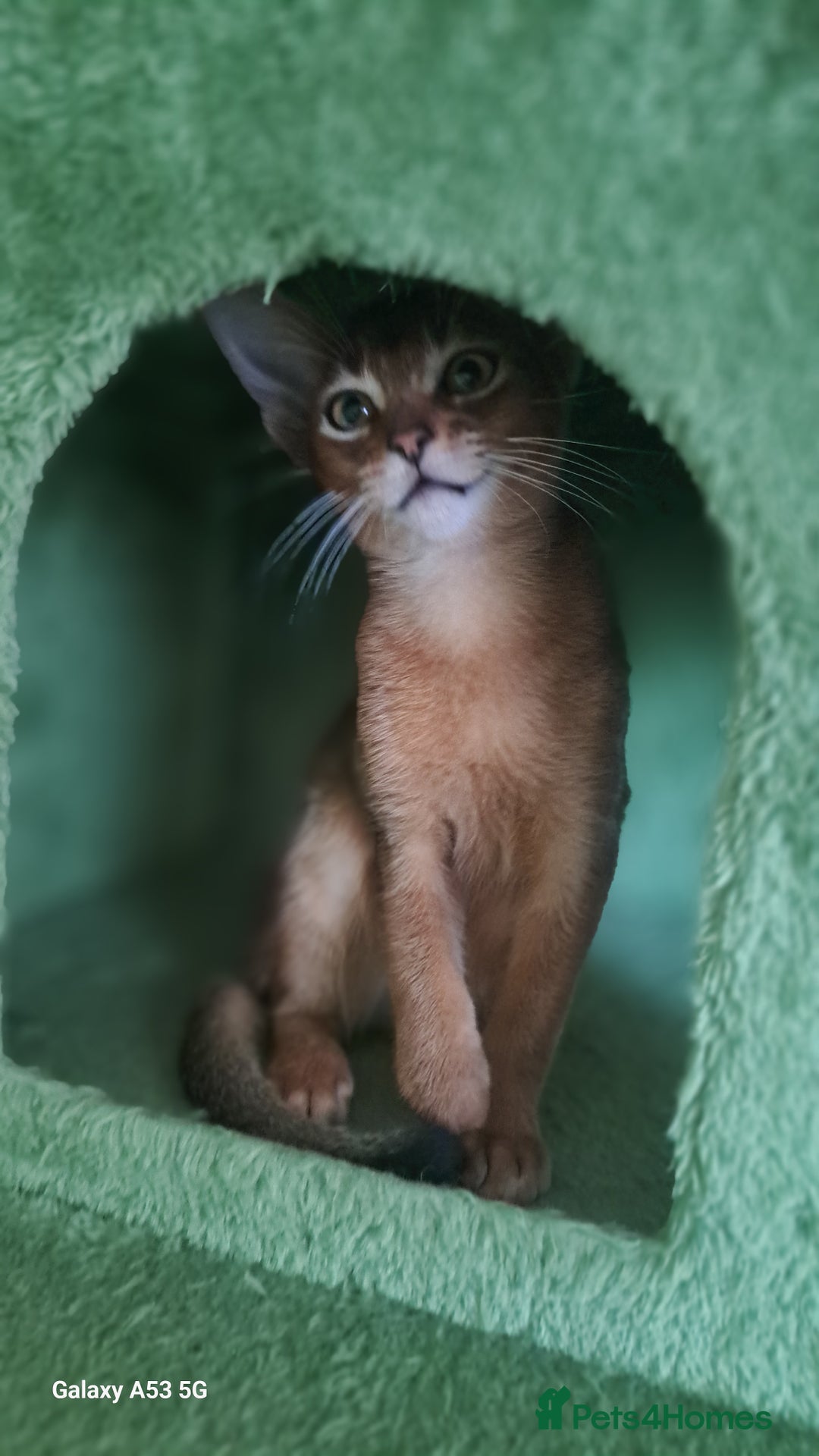 Abyssinian cats for sale: 5✨TICA Beautiful Abyssinian Kittens - Image 13