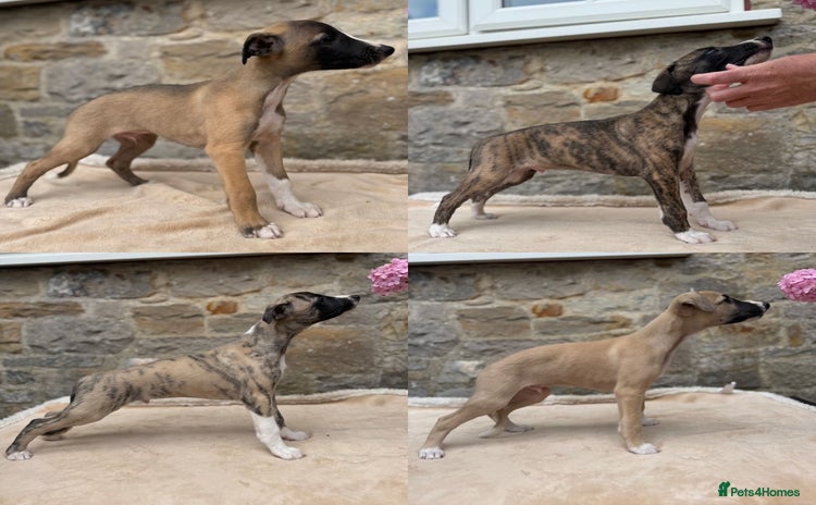 Whippet dogs - Advert 1