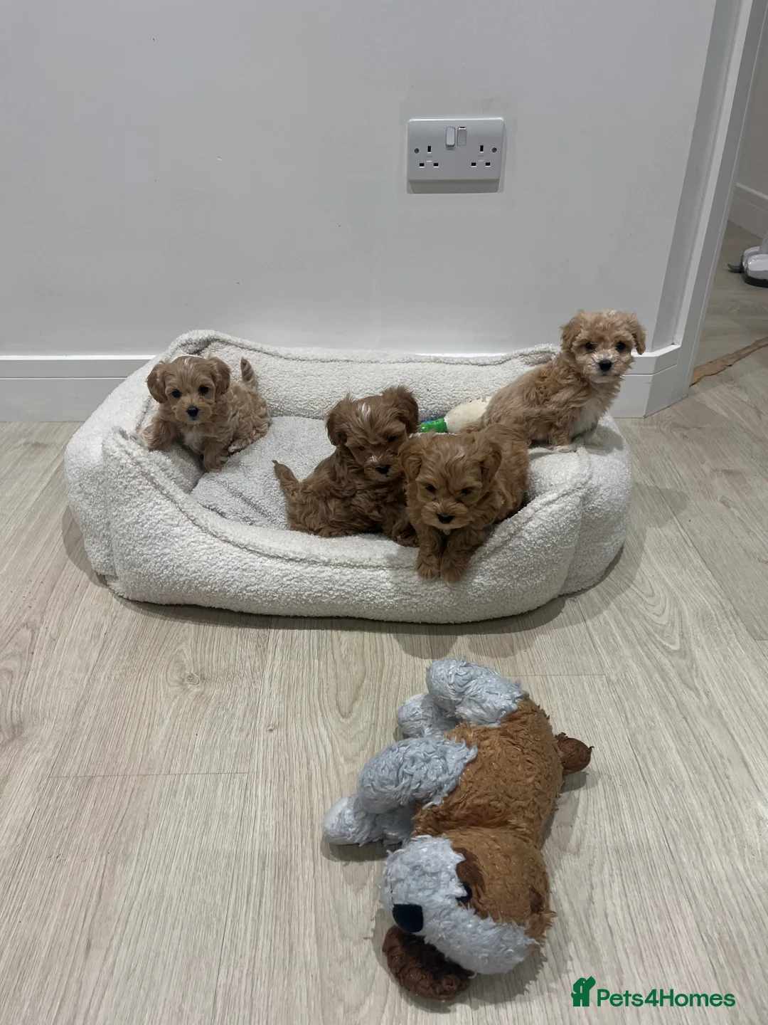 Maltipoo dogs for sale: Gorgeous Maltipoo Pups looking for their new home  - Advert 37
