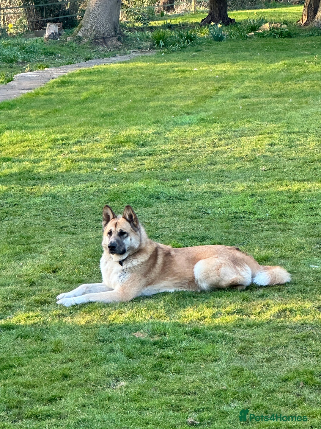 Mixed Breed dogs for sale: Kai Akita/Shepard  - Image 2