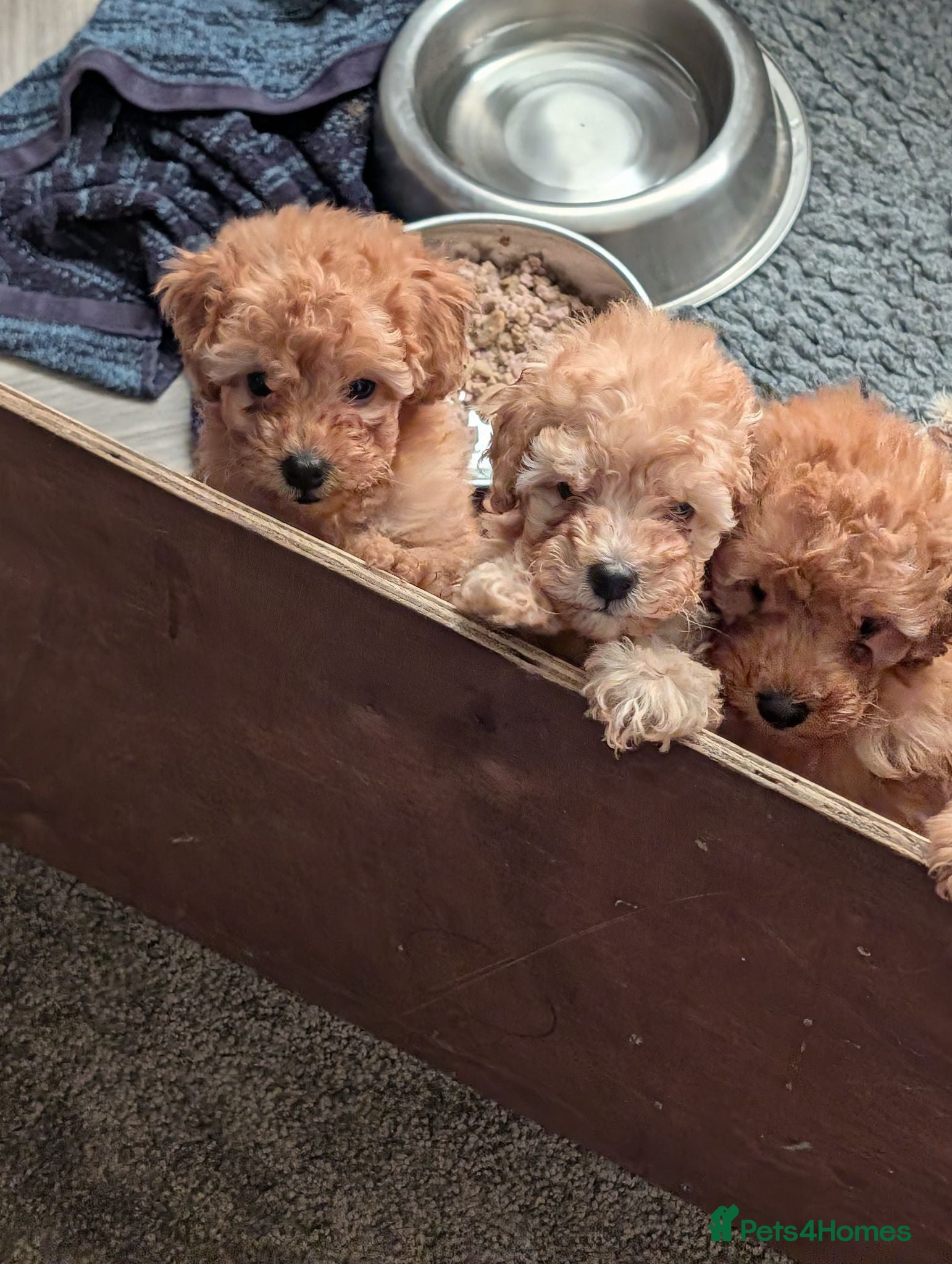 Toy Poodle dogs Toy poodles Maggies puppies  - Advert 3