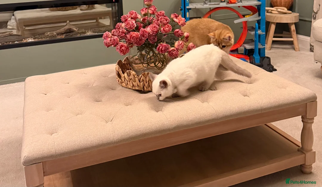 British Shorthair cats for sale: Lilac point female gccf reg - Advert 6