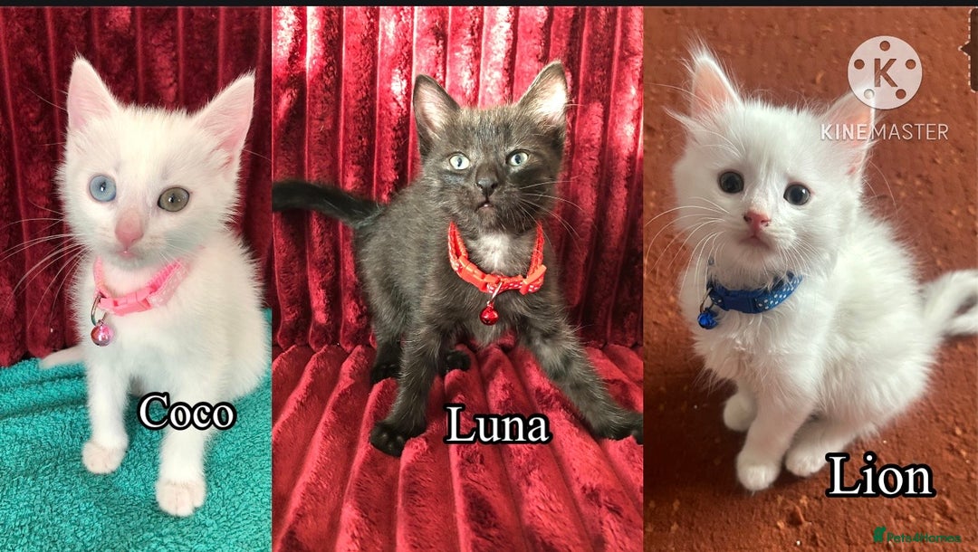 Mixed Breed cats for sale: Black / Brown And White Kittens - Advert 1