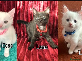 Mixed Breed cats Black / Brown And White Kittens - Advert 1