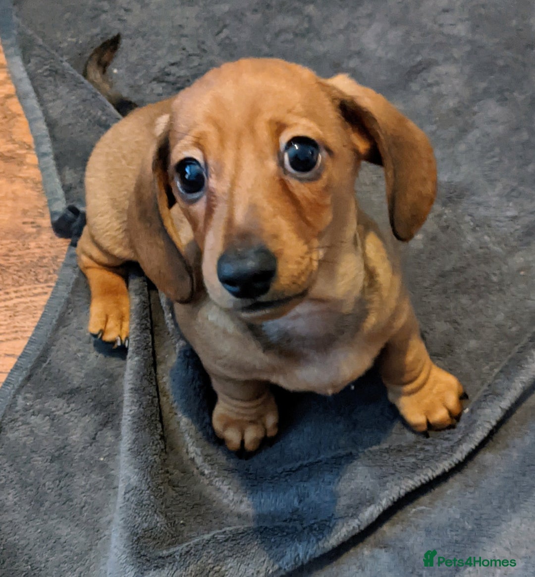 Miniature Dachshund dogs for sale: smooth miniature dachshund   - Advert 10