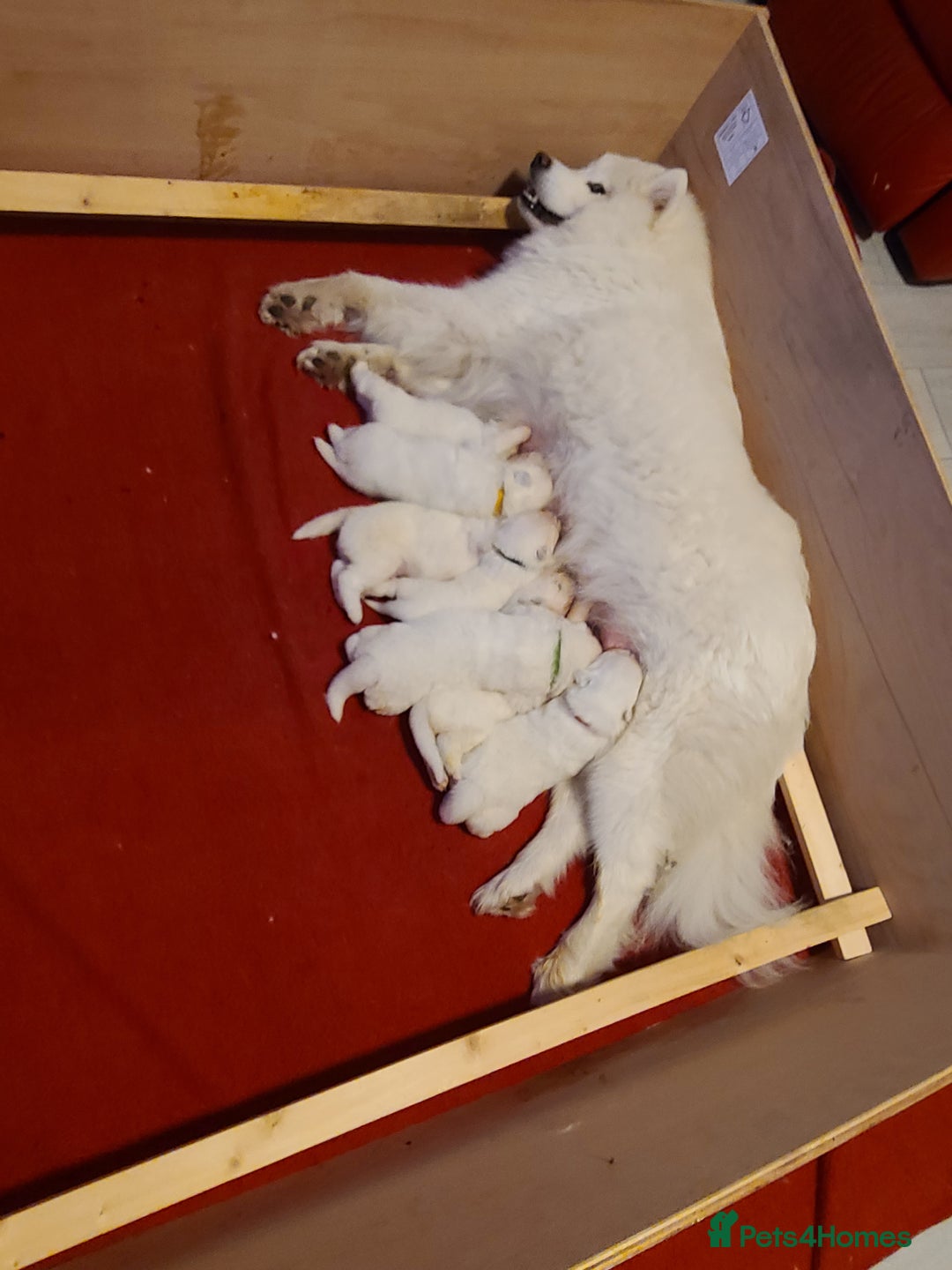 Samoyed dogs for sale: 🐾 Exceptional Pedigree Samoyed Puppies  🐾 - Image 9
