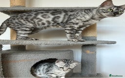Bengal cats for sale: Beautiful Silver Charcoal Spay Female Bengal in Benfleet - Image 3