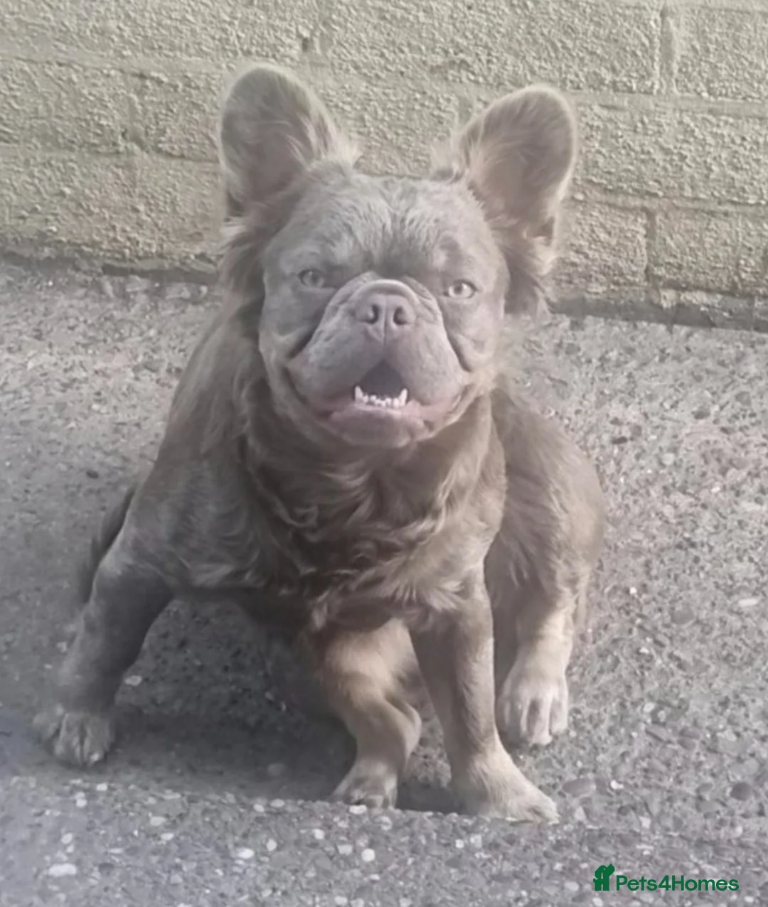 French Bulldog dogs for sale: New shade isabella French bulldog fluffy - Advert 5