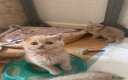 British Shorthair cats for sale: British shorthair kittens  - Image 5