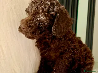 Cockapoo dogs WAITLIST NOW OPEN - Advert 14