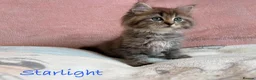 Persian cats for sale: Absolutely beautiful Persian/ragdoll Kittens - Advert 10