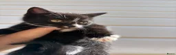 Mixed Breed cats for sale: Beautiful kittens  - Advert 6