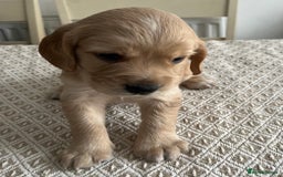 Cocker Spaniel dogs for sale: Working cocker spaniel puppies  - Image 21