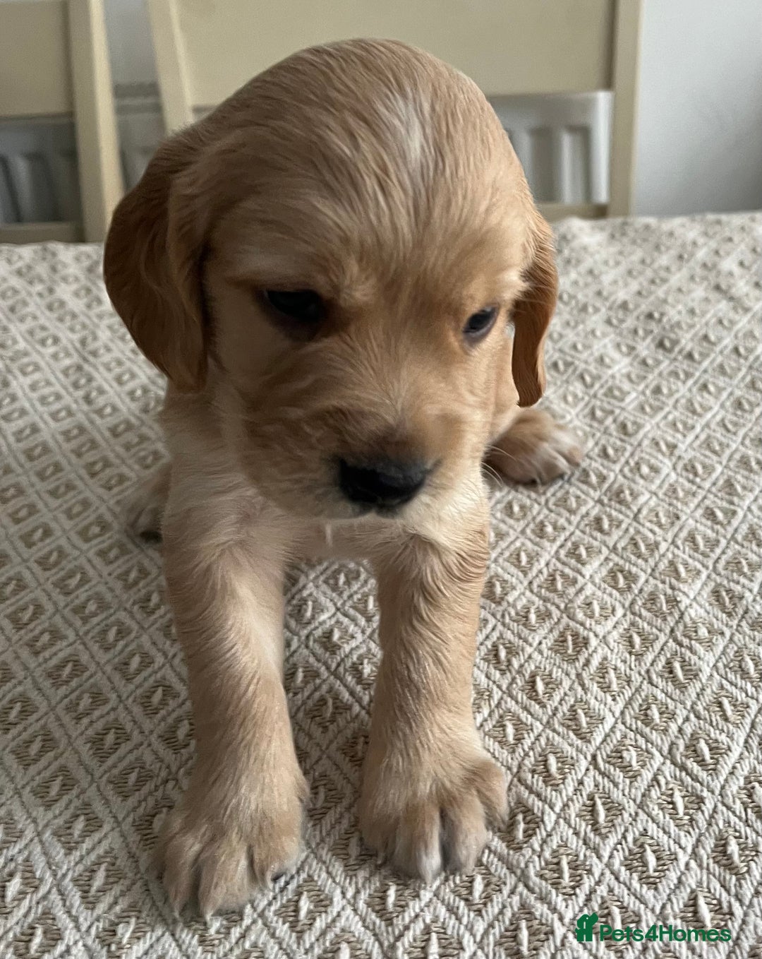 Cocker Spaniel dogs for sale: Working cocker spaniel puppies  - Image 21