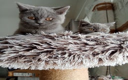 Brazilian Shorthair cats for sale: Beautiful blues Bristh short hair - Image 7