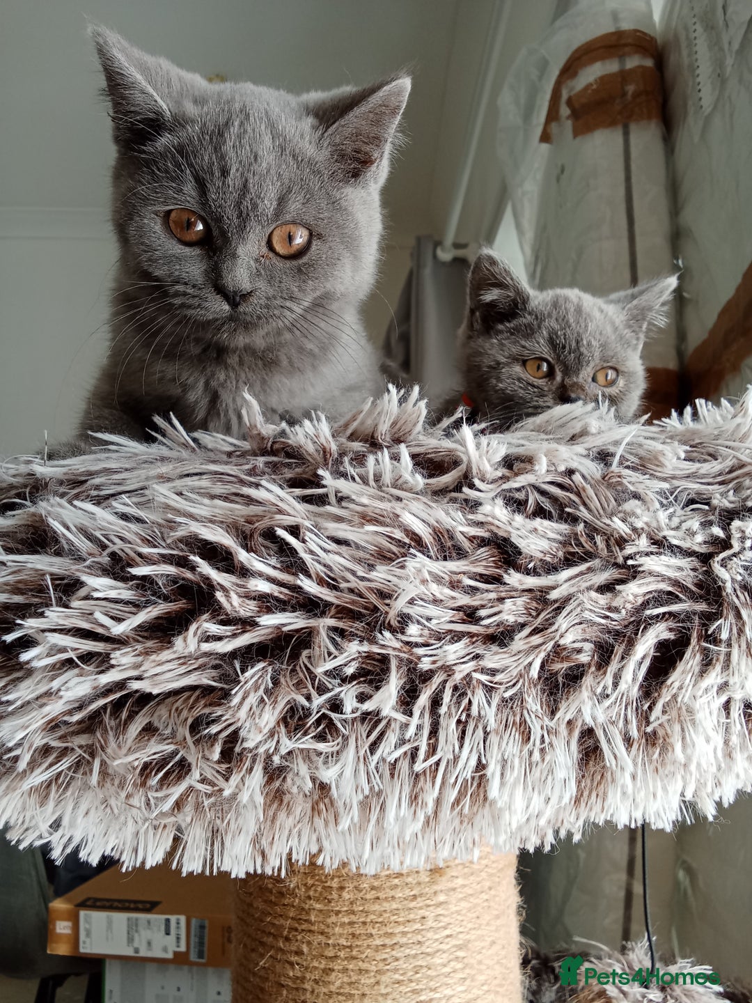 Brazilian Shorthair cats for sale: Beautiful blues Bristh short hair - Image 7