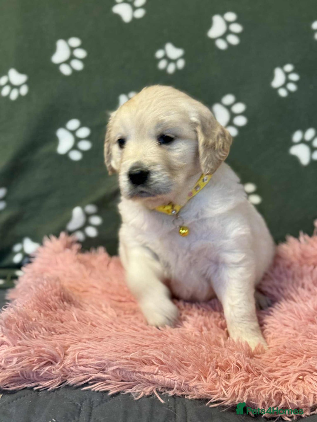 Golden Retriever dogs for sale: Stunning health tested Golden Retriever Puppies  - Advert 14