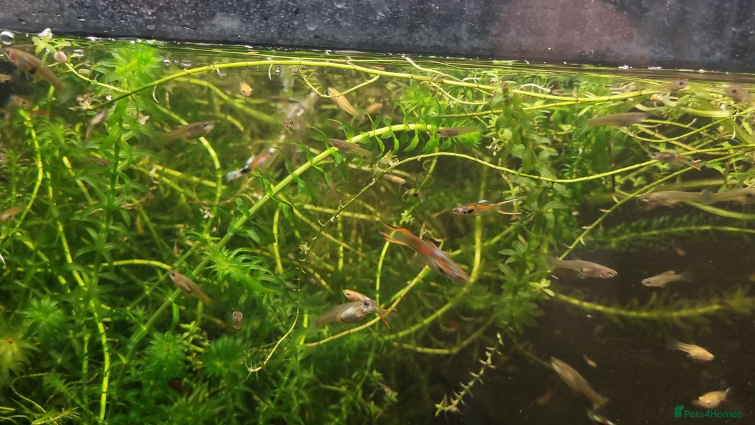 Plecos fish for sale: Plecos and guppies  - Advert 4