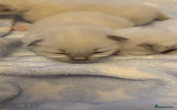 Ragdoll cats for sale: Stunning Blue Colourpoint Mitted Ragdoll kittens - Image 10