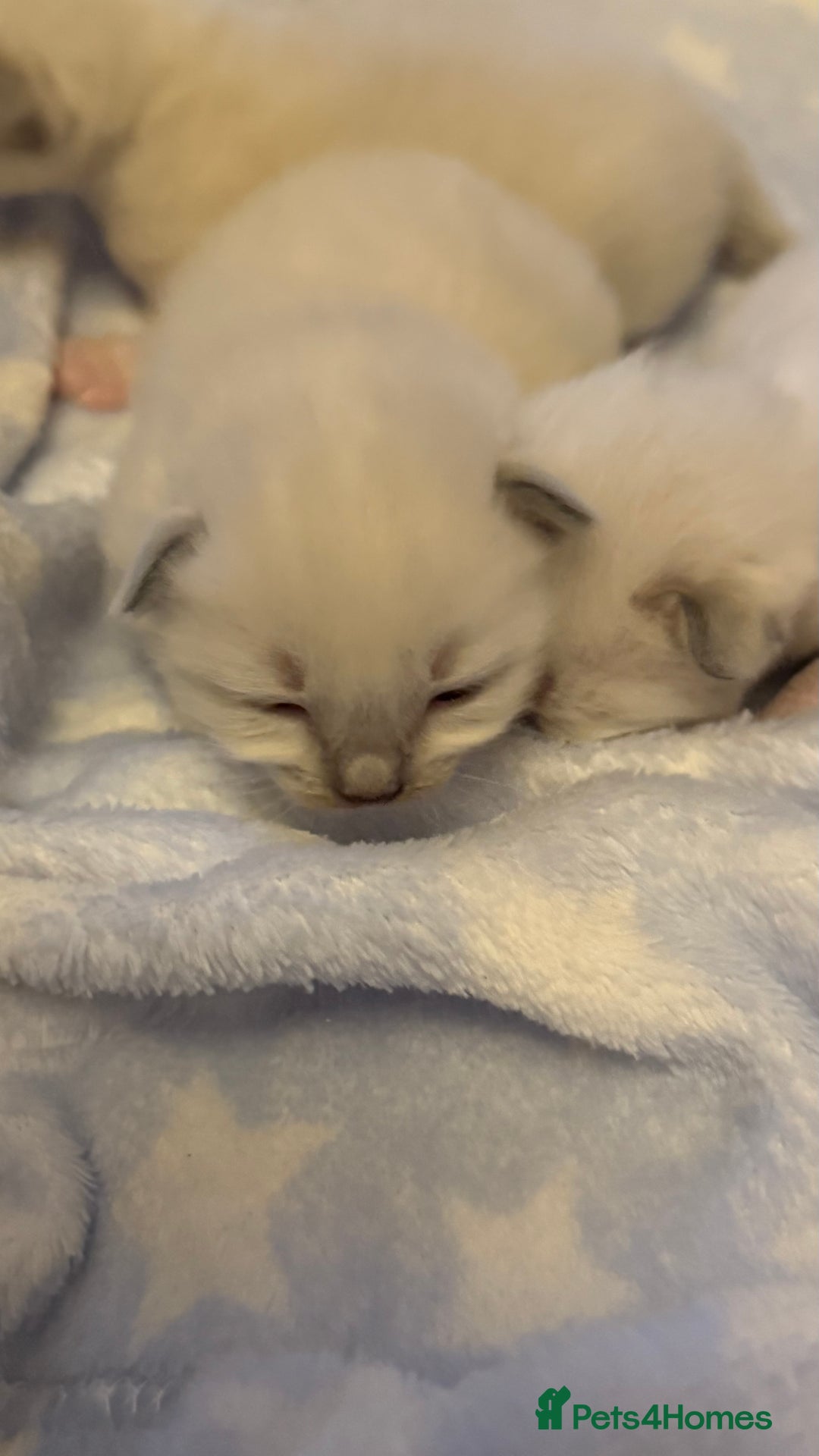 Ragdoll cats for sale: Stunning Blue Colourpoint Mitted Ragdoll kittens - Image 10