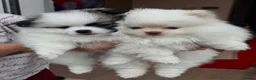 Pomeranian dogs for sale: Tiny Teddy Pomeranian Puppies for sale  - Advert 11