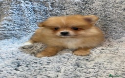 Pomeranian dogs for sale: Ready to leave Pomeranian puppies  - Image 20