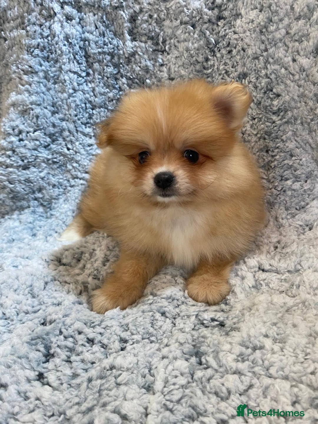 Pomeranian dogs for sale: Ready to leave Pomeranian puppies  - Image 20