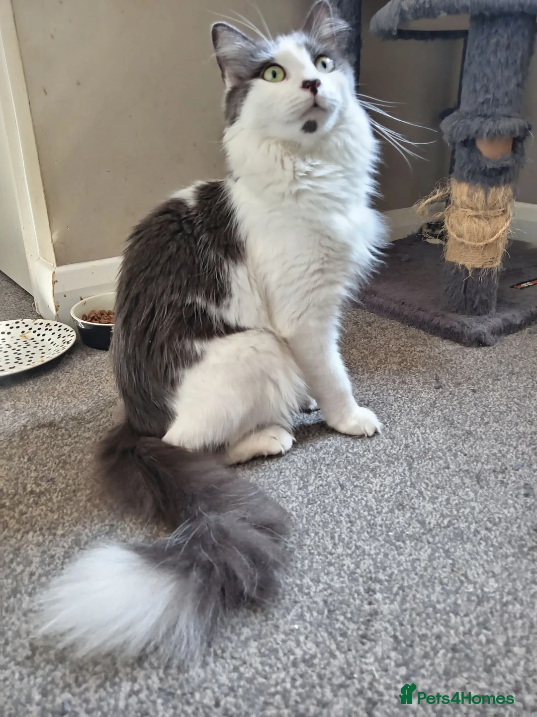 Mixed Breed cats for sale: Mixed race norwigen forest kittens!  - Advert 2