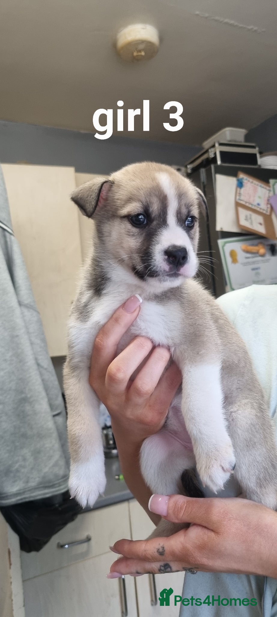 Mixed Breed dogs Staffy cross husky pups - Advert 1