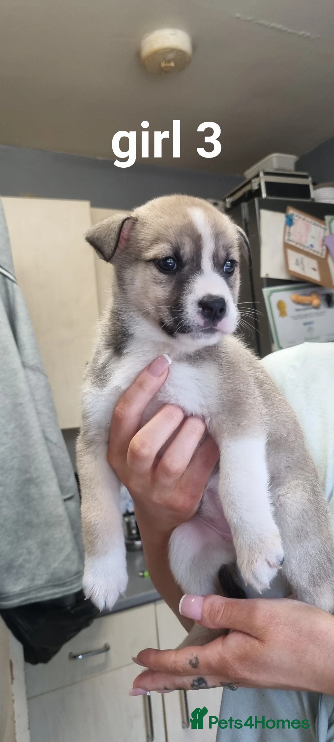 Mixed Breed dogs for sale: Staffy cross husky pups in Leicester - Advert 1
