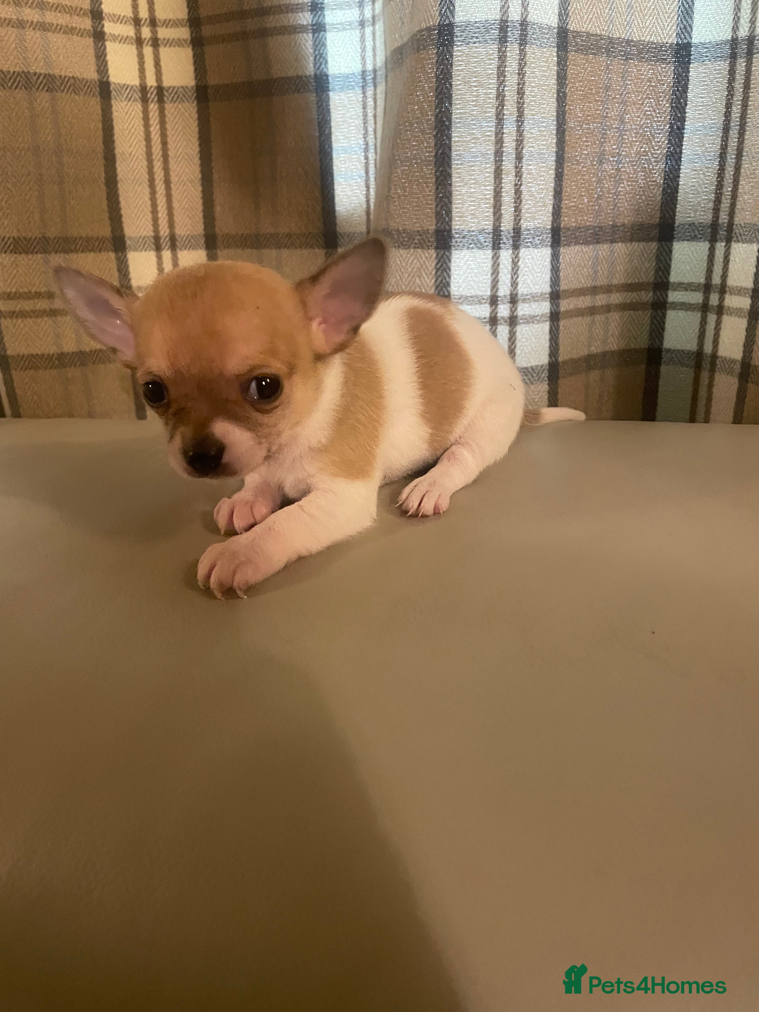 Chorkie dogs Chorkie Puppies - Advert 2