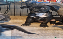 Mixed Breed dogs for sale: Cane corso cross  - Image 5