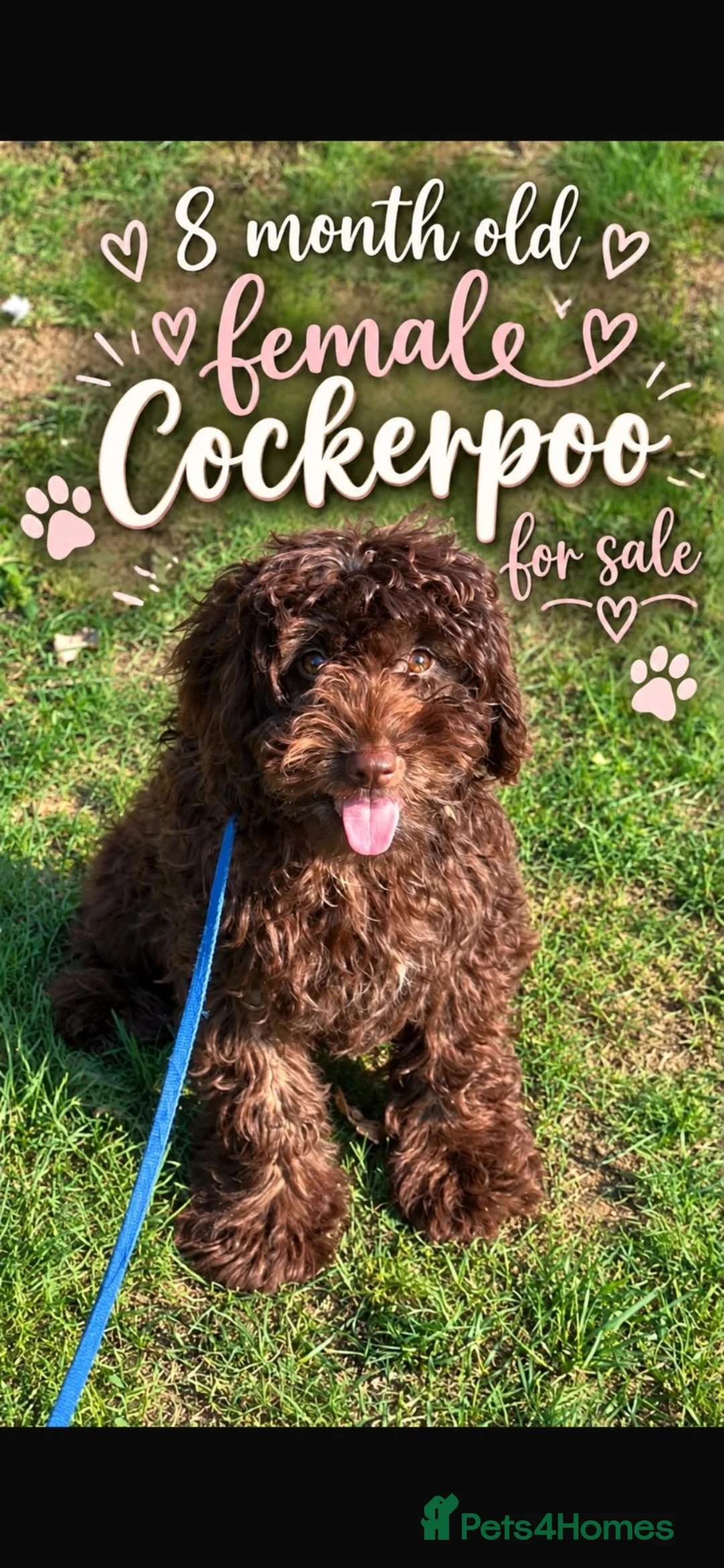 Cockapoo dogs for sale: Cocopoo - Advert 9