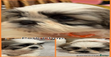 Shih Tzu dogs - Advert 4