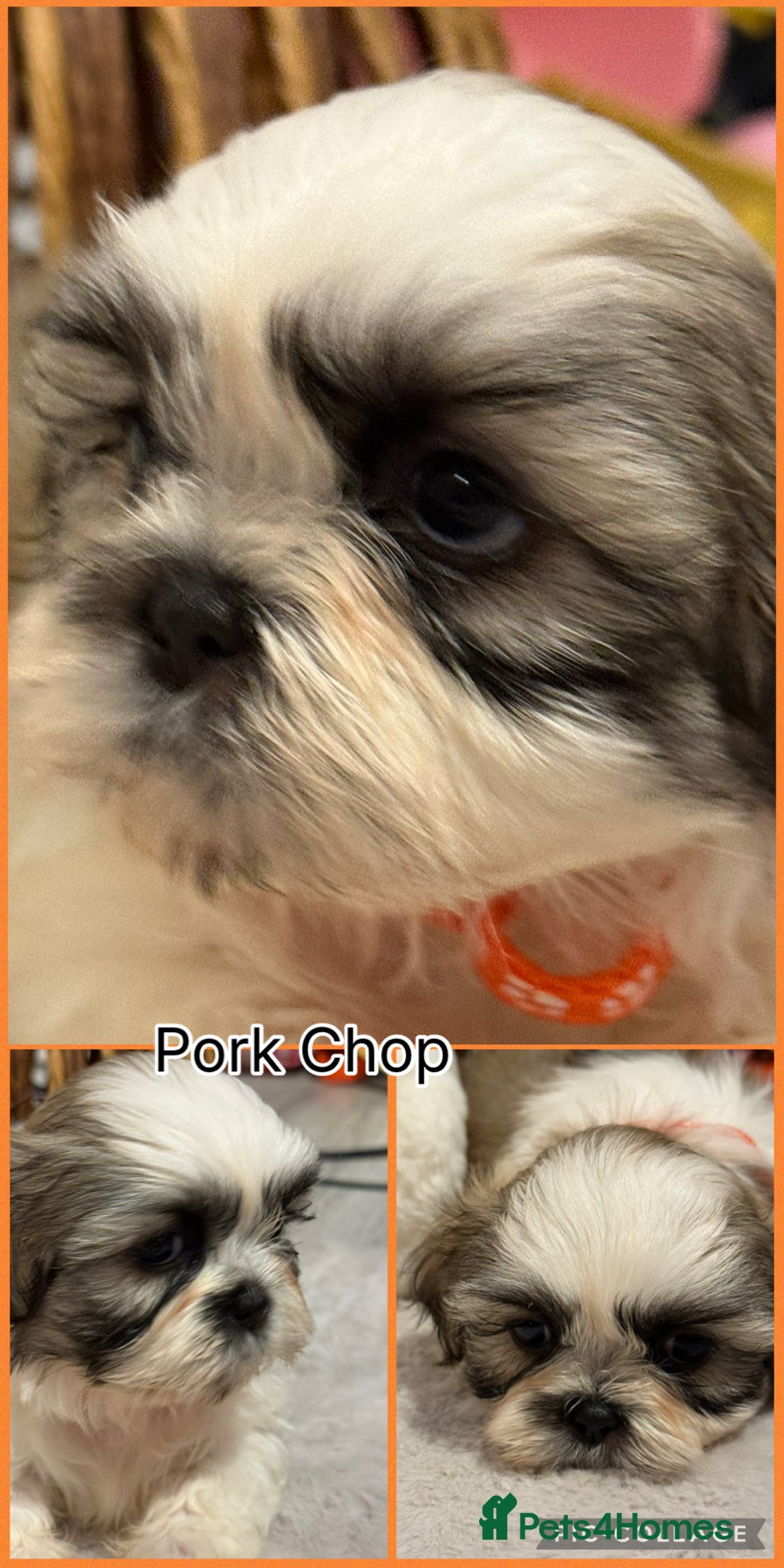 Shih Tzu dogs for sale: Beautiful Shitzu pups for sale  - Image 2