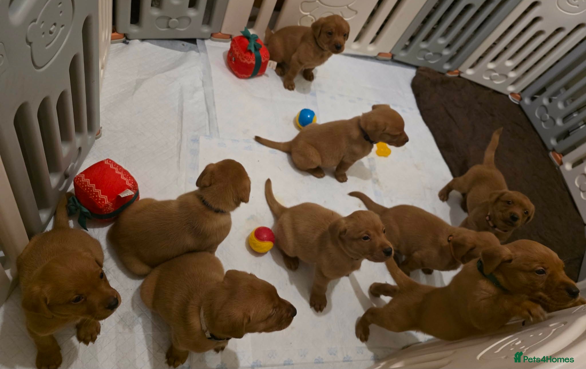 Labrador Retriever dogs KC Chunky Fox Red Labrador Puppys - Advert 3